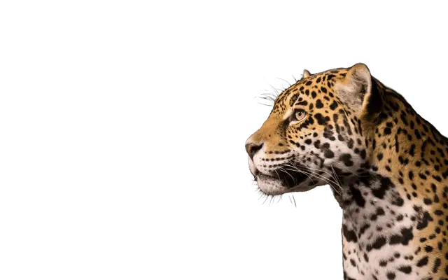 Logo de l’agence Vacances au Costa Rica représentant un jaguar stylisé.