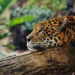 agence de voyage Costa Rica, Voyage Authentique : Une Expérience Exclusive et Inoubliable au Cœur d'une Nature Sauvage et Spectaculaire, Agence de Voyage Costa Rica, voyage en petit groupe, Le Jaguar