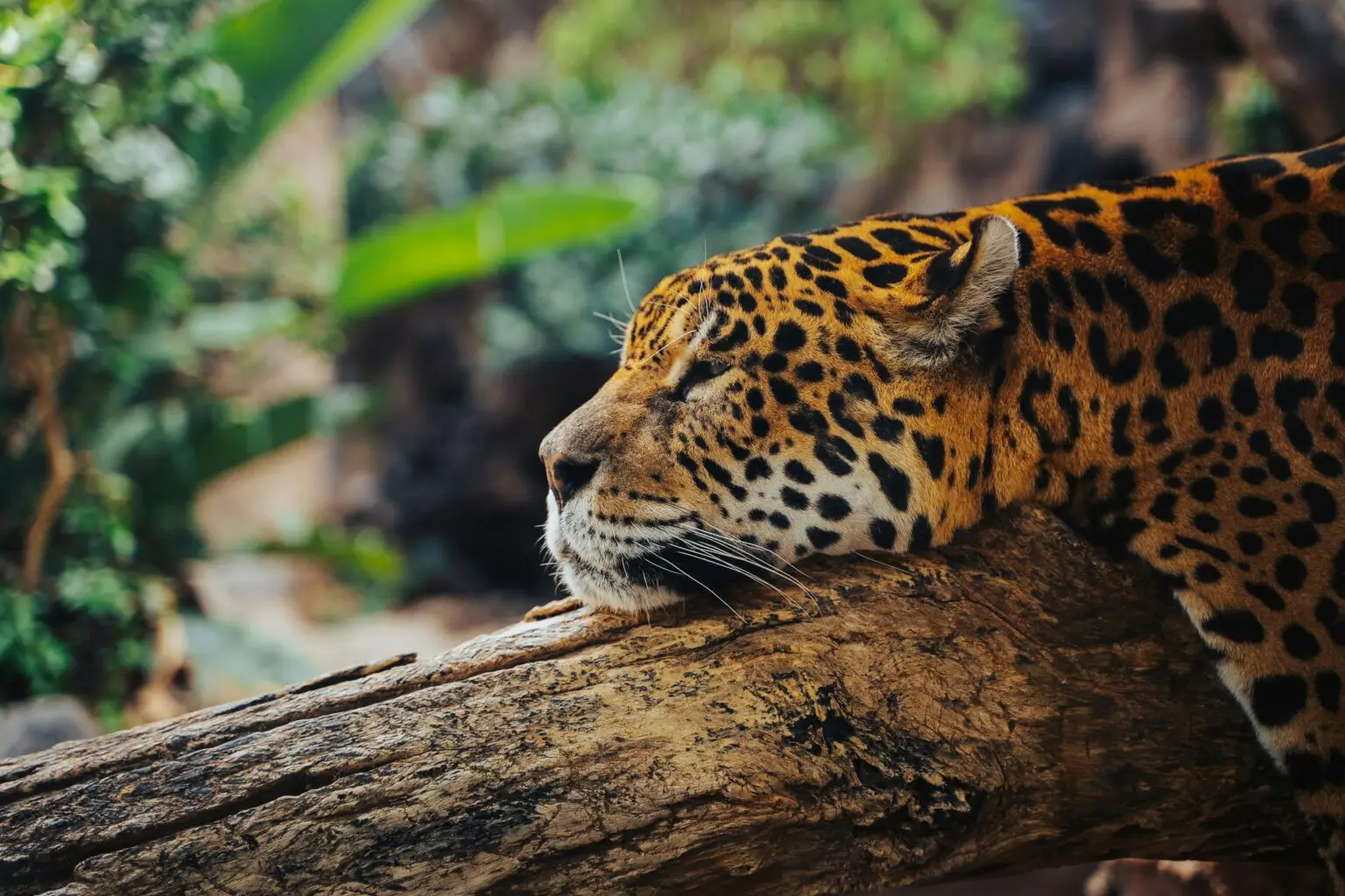 Vacances au Costa Rica | Le Costa Rica Jaguar allongé sur une branche, la tête posée sur le bois