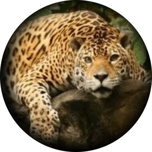 Voyage sur mesure au Costa Rica, votre agence francophone