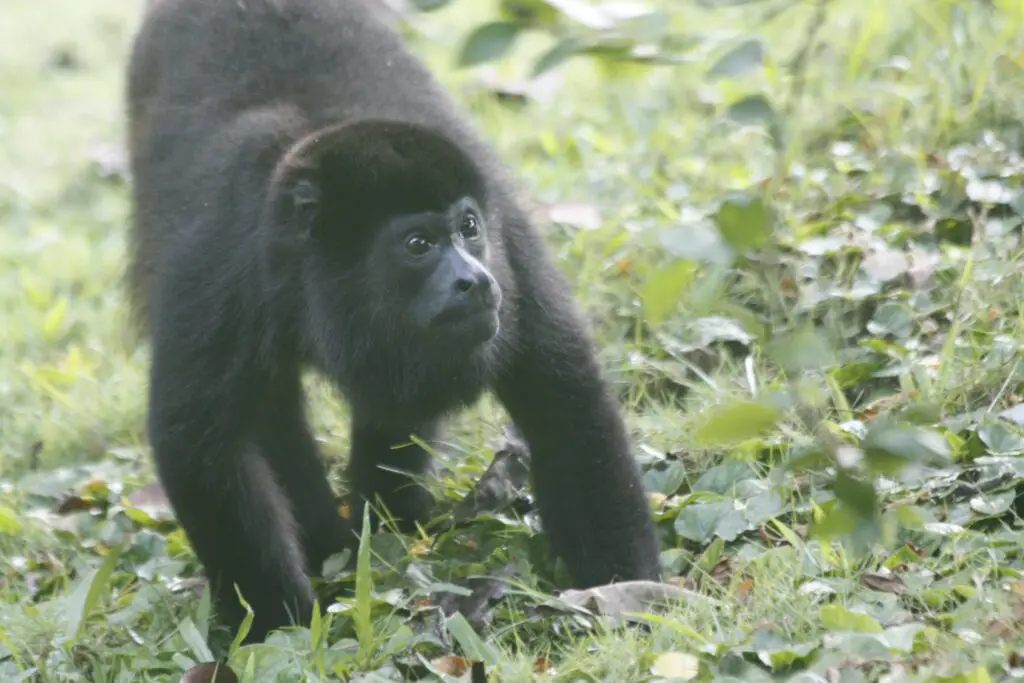 Singe hurleur noir perché dans la cime des arbres.