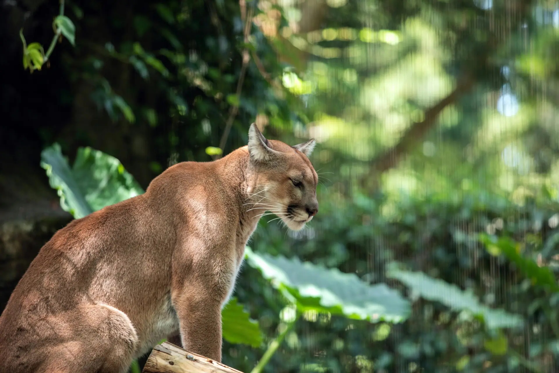 Puma au repos dans la forêt costaricienne – Sérénité du prédateur