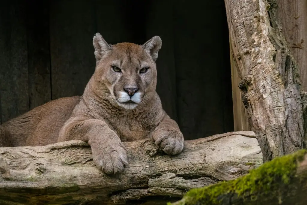 Voyage en Petit Groupe Le Puma