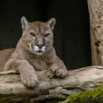 voyage en petit groupe, Le Puma