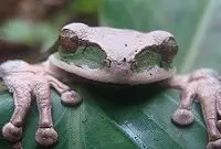 Exploration de la forêt et faune dans la Réserve Biologique Alberto Manuel Brenes