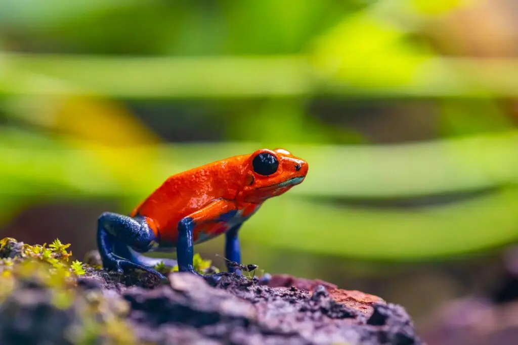 Voyage au Costa Rica sur mesure, Nos Circuits au Costa Rica