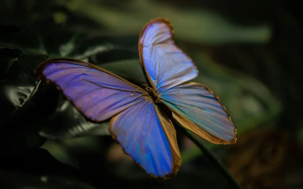 Circuit Morpho. Mentions Légales