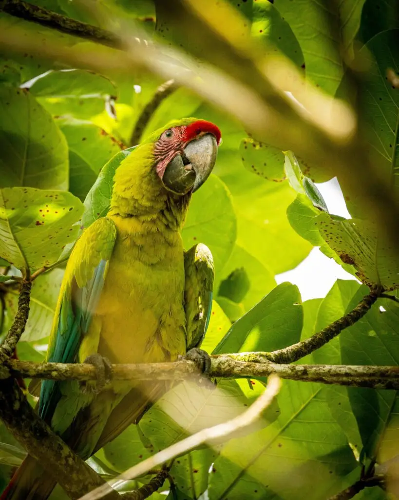 Ara verte aux plumes vives perché dans un arbre tropical.