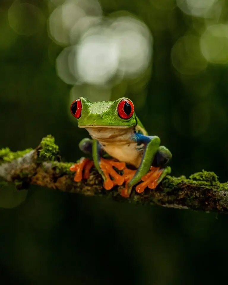 Vacances au Costa Rica | Agence de voyage Costa Rica .Circuit rainette aux yeux rouges. Voyage sur mesure au Costa Rica, votre agence francophone