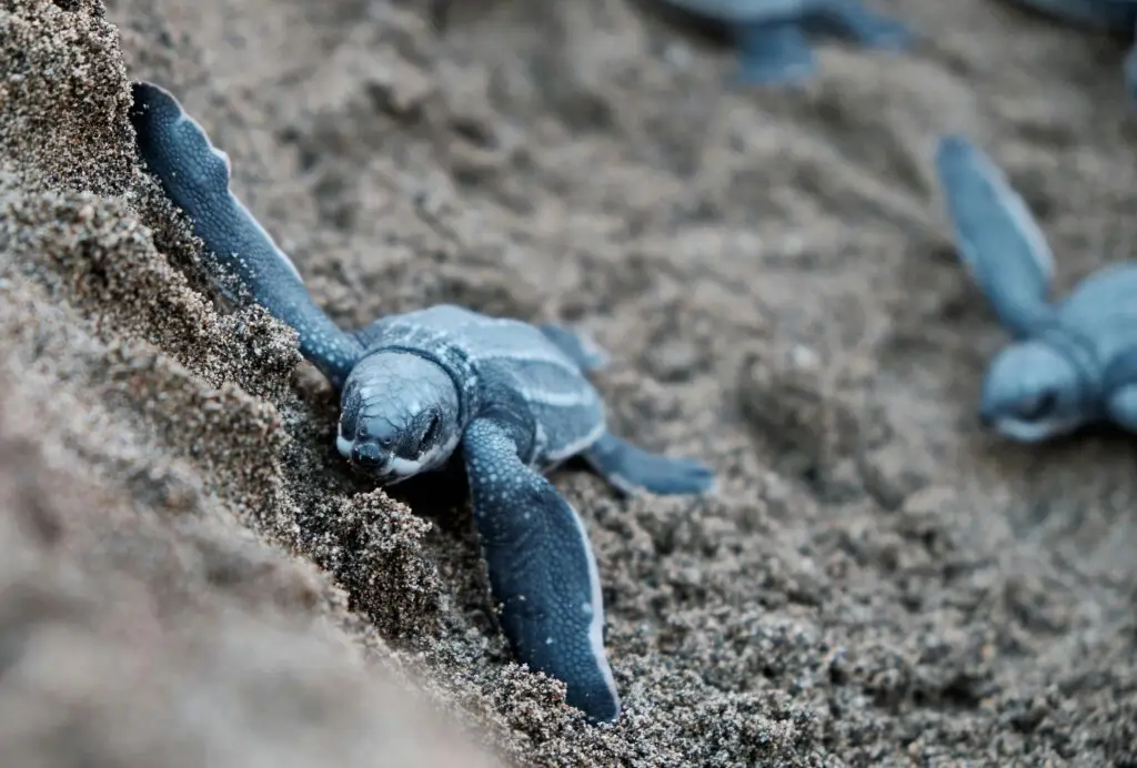 Bébé tortue lora se dirigeant vers l'océan après sa naissance.