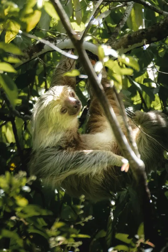 Circuit Paresseux à deux doigts, au pelage clair, suspendu à une branche dans la forêt tropicale.