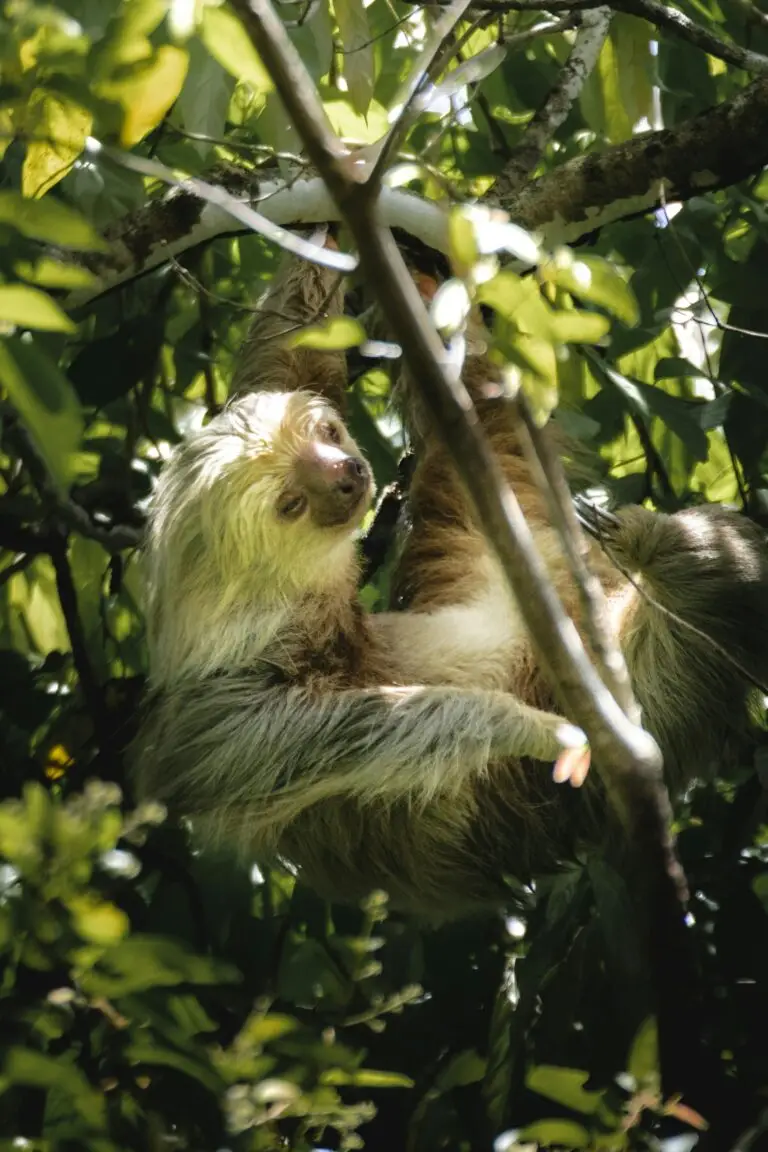 Vacances au Costa Rica | Agence de voyage Costa Rica Circuit Paresseux à deux doigts, au pelage clair, suspendu à une branche dans la forêt tropicale.