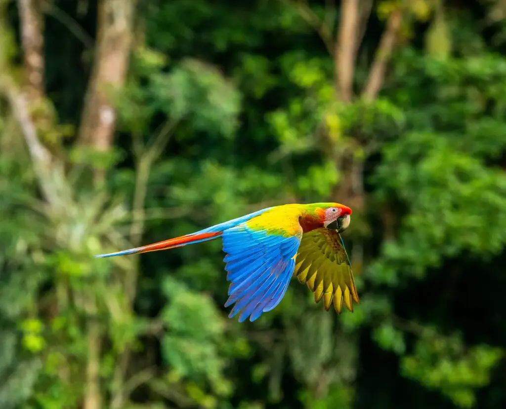 Ara verte aux plumes vives perché dans un arbre tropical.