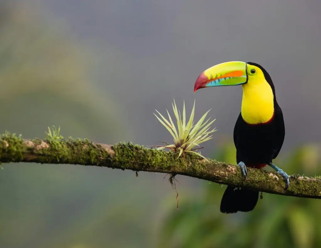 Circuit Toucan arc-en-ciel perché sur une branche, bec multicolore.