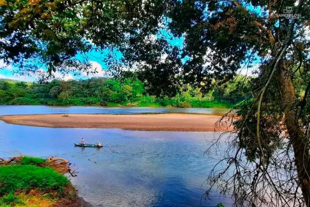 Paysage paisible de rivière bordée de jungle à Boca Tapada, avec un grand ara vert perché sur une branche tropicale