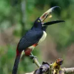 circuit toucan aracari