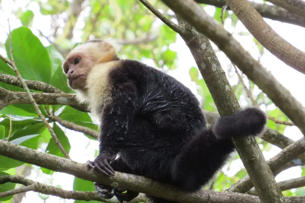 Circuit Singe capucin à face blanche perché dans les arbres d’un parc national du Costa Rica