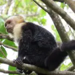 Circuit Singe capucin à face blanche perché dans les arbres d’un parc national du Costa Rica