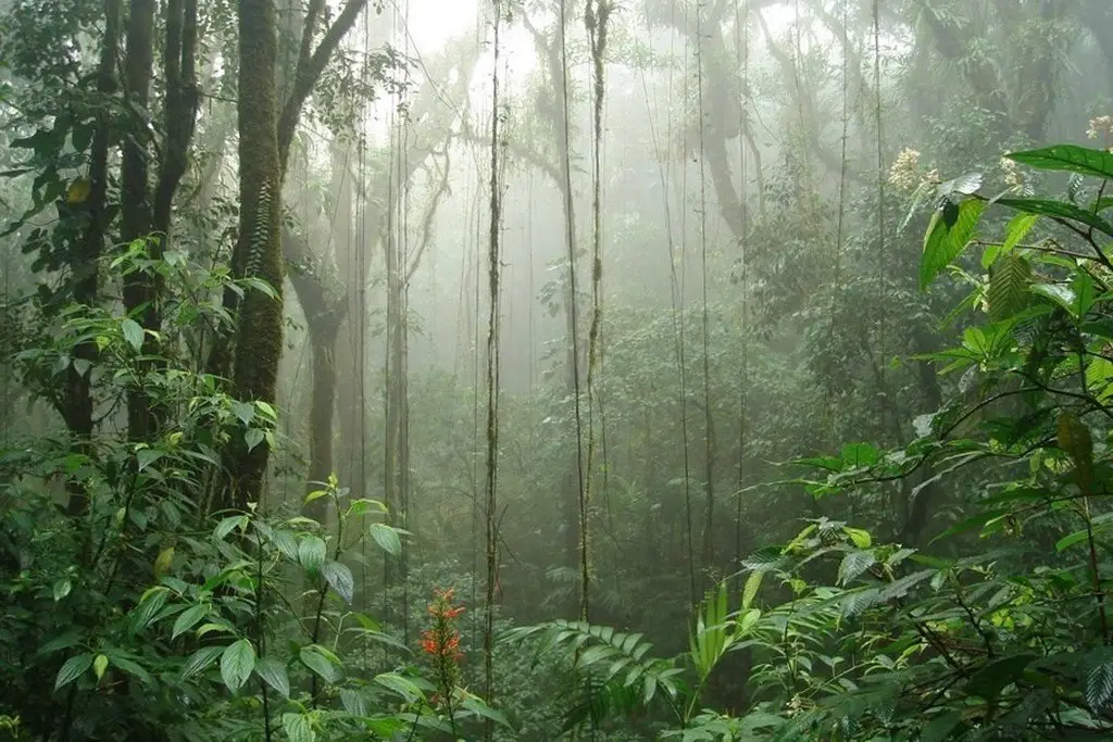 Forêt nuageuse de Monteverde avec ses ponts suspendus et une végétation luxuriante dans les montagnes du Costa Ric