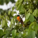 Témoignage de Voyageur,