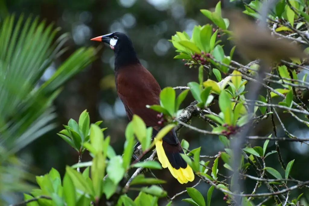 le Climat au Costa Rica, Oropendola de Montezuma perché sur une branche dans la forêt tropicale du Costa Rica