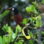 le Climat au Costa Rica, Oropendola de Montezuma perché sur une branche dans la forêt tropicale du Costa Rica