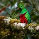San Gerardo de Dota au Costa Rica, village de montagne entouré de forêt nuageuse, habitat du quetzal dans la vallée du río Savegre.