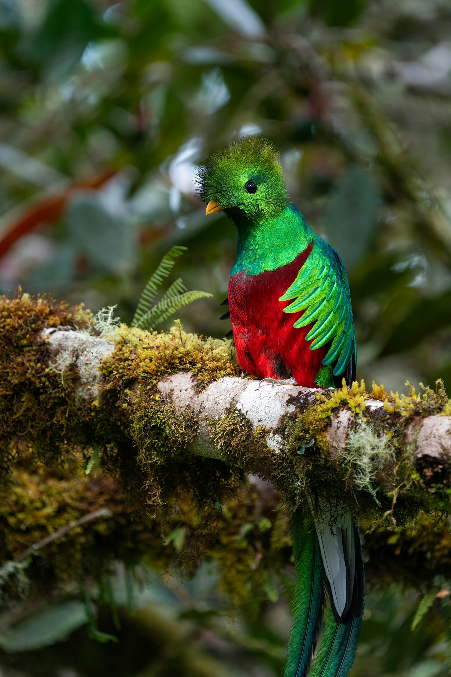 San Gerardo de Dota au Costa Rica, village de montagne entouré de forêt nuageuse, habitat du quetzal dans la vallée du río Savegre.