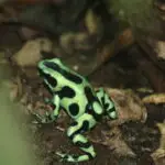 Devis Voyage Costa Rica. Grenouille verte et noire perchée sur une feuille humide dans la forêt tropicale du Costa Rica