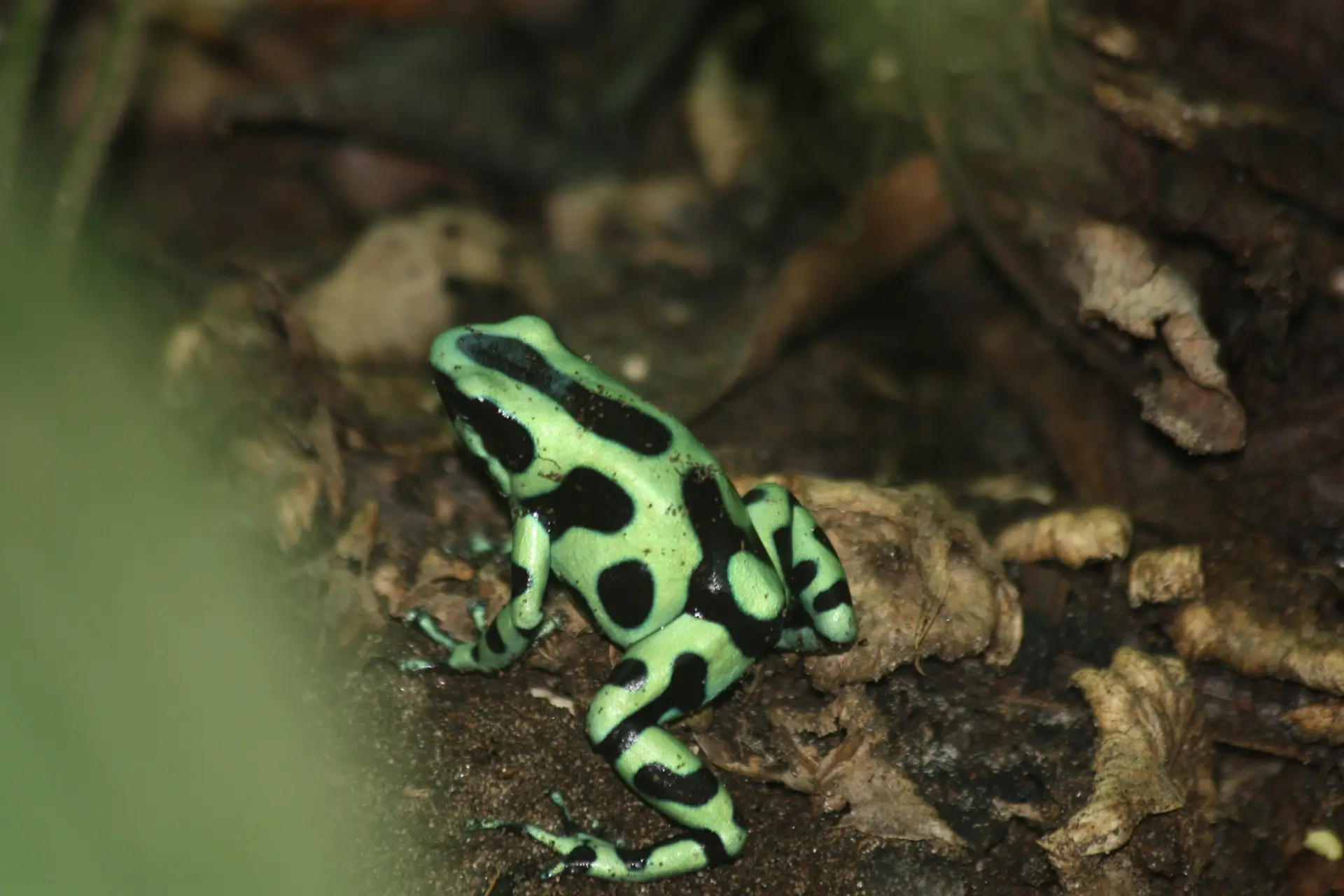 Devis Voyage Costa Rica. Grenouille verte et noire perchée sur une feuille humide dans la forêt tropicale du Costa Rica