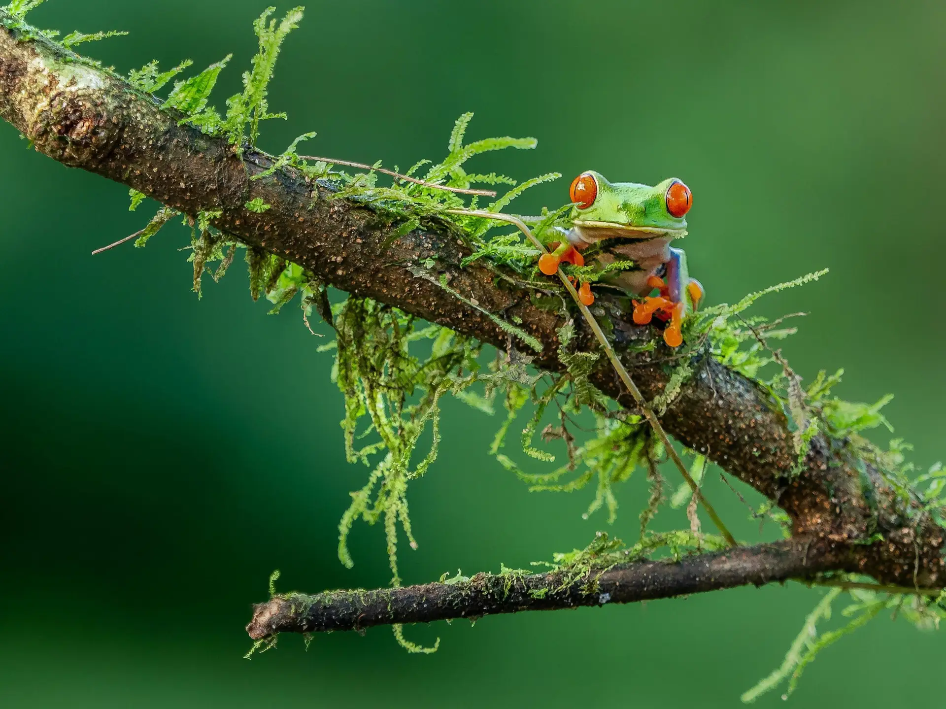 Plan du Site. Grenouille aux yeux rouges perchée sur une branche dans la forêt tropicale du Costa Rica, symbole de la biodiversité que découvre une agence de voyage Costa Rica