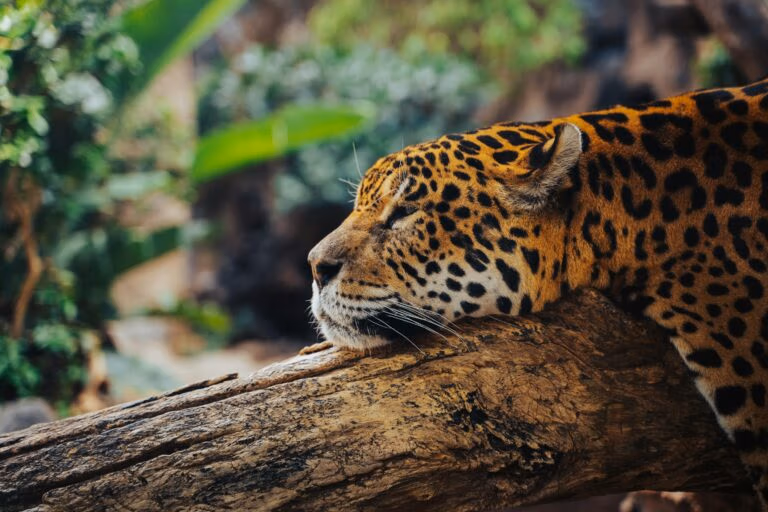 Vacances au Costa Rica | Voyage en petit groupe Jaguar au pelage tacheté reposant la tête sur un tronc d'arbre, yeux mi-clos, devant une végétation tropicale floue