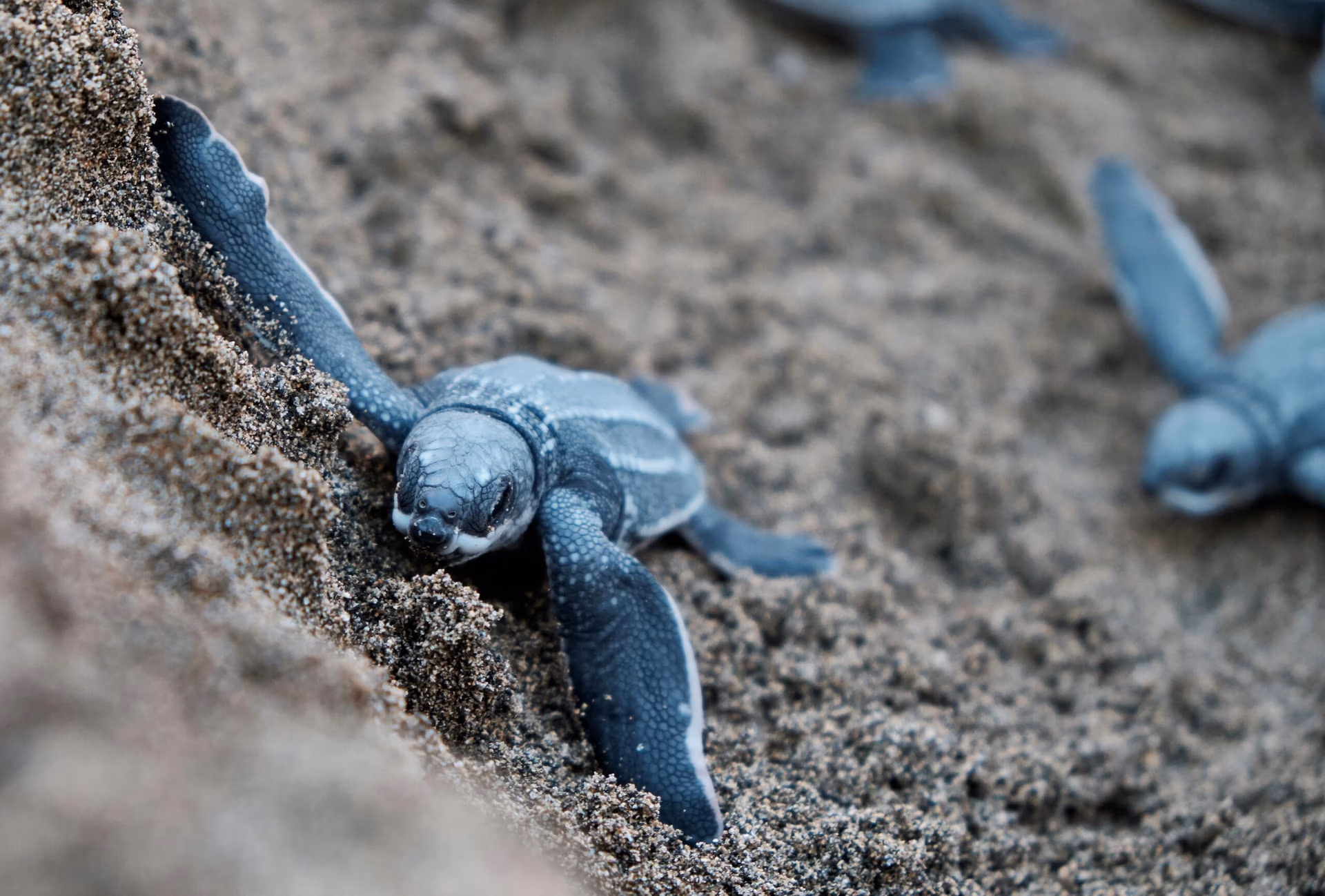 Bébé tortue luth rampant sur le sable sombre d'une plage, d'autres jeunes tortues floues en arrière-plan