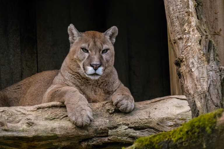 Vacances au Costa Rica | Voyage en petit groupe Puma couché sur un tronc d'arbre, pattes posées devant lui, regard tourné vers l'objectif devant un abri en bois sombre